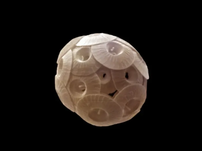 Gerahmter Druck : Coccolithophore Gerahmter Druck : Coccolithophore