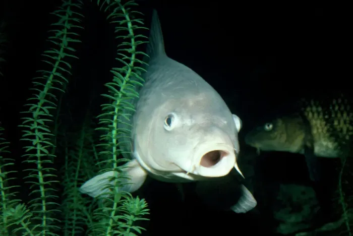 Gerahmter Druck : Karpfenschwanzlachs Gerahmter Druck : Karpfenschwanzlachs