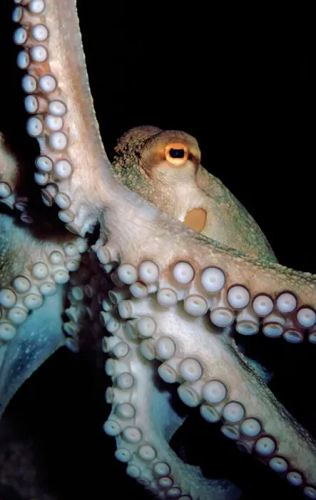 Gerahmter Druck : Gewöhnlicher Oktopus, Atlantischer und Mittelmeer oktopus zeigt besondere rechteckige Pupille und doppelte Reihe empfindlicher Suckeln an den Armen. UK Meerestier Gerahmter Druck : Gewöhnlicher Oktopus, Atlantischer und Mittelmeer oktopus zeigt besondere rechteckige Pupille und doppelte Reihe empfindlicher Suckeln an den Armen. UK Meerestier
