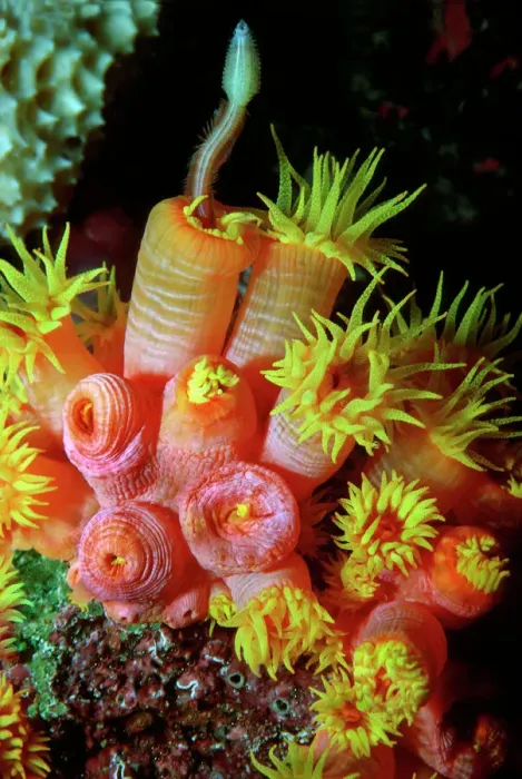 Gerahmter Druck : Korallenpolyp. - Nacht. Vom Polychaten-Wurm ernährt sich der Korallenpolyp als Käferfresser und füttert sich von anderen Tieren auf dem Heron Island, Großer Barrierenreif, Australien Gerahmter Druck : Korallenpolyp. - Nacht. Vom Polychaten-Wurm ernährt sich der Korallenpolyp als Käferfresser und füttert sich von anderen Tieren auf dem Heron Island, Großer Barrierenreif, Australien