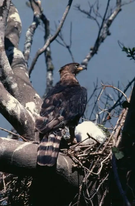 Gerahmter Druck : Kroneäher. ASW-2090 Kroneäher – am Nest Stephanoaetus coronatus Alan J Gerahmter Druck : Kroneäher. ASW-2090 Kroneäher – am Nest Stephanoaetus coronatus Alan J