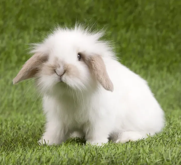 Gerahmter Druck : Kobold Mopschweizhase Gerahmter Druck : Kobold Mopschweizhase