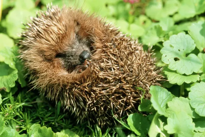 Gerahmter Druck : Hedgehog. ME-141 Echse - In einem Ball zusammengefaltet Europäischer Eichhörnchen Gerahmter Druck : Hedgehog. ME-141 Echse - In einem Ball zusammengefaltet Europäischer Eichhörnchen
