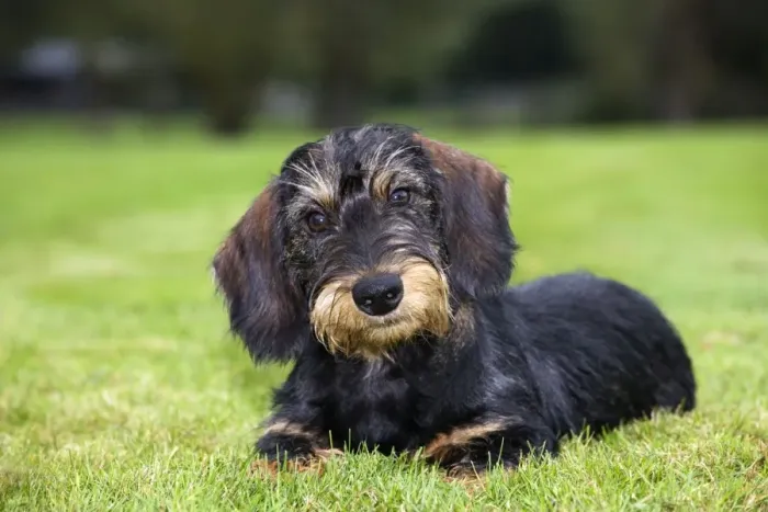 Gerahmter Druck : Dachshund. Me-1978 Hund - Dachsbracke Johan De Meester Bitte beachten Sie Gerahmter Druck : Dachshund. Me-1978 Hund - Dachsbracke Johan De Meester Bitte beachten Sie
