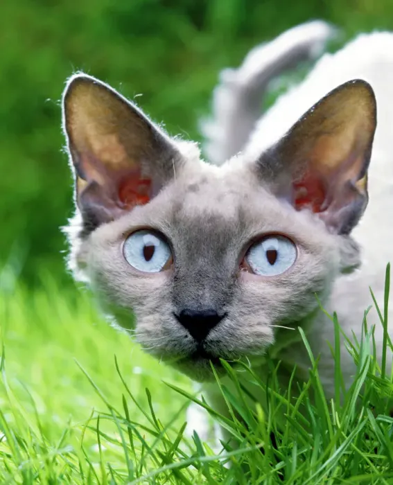 Gerahmter Druck : Devaux Rexus Katze im Gras Gerahmter Druck : Devaux Rexus Katze im Gras