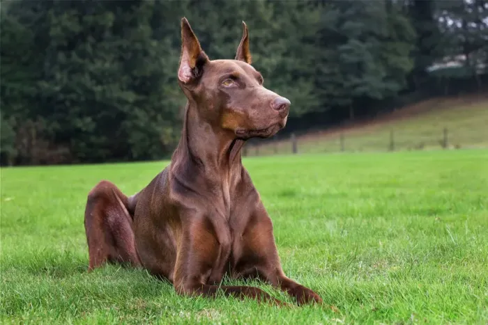 Gerahmter Druck : Deutscher Pinscher Dobermann Gerahmter Druck : Deutscher Pinscher Dobermann