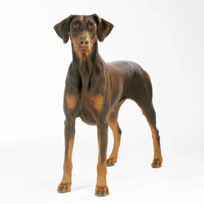 Gerahmter Druck : Deutscher Pinscher Gerahmter Druck : Deutscher Pinscher