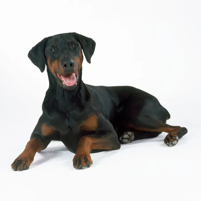 Gerahmter Druck : Deutscher Pinscher Gerahmter Druck : Deutscher Pinscher