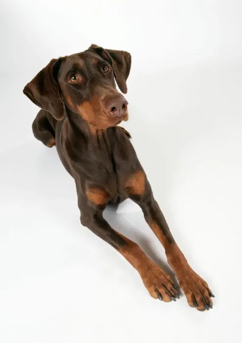 Gerahmter Druck : Deutscher Pinscher Gerahmter Druck : Deutscher Pinscher
