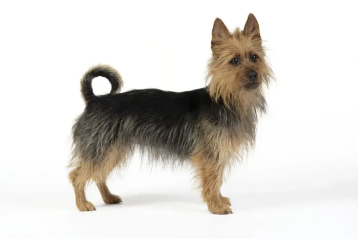 Gerahmter Druck : Australischer Terrierhund Gerahmter Druck : Australischer Terrierhund