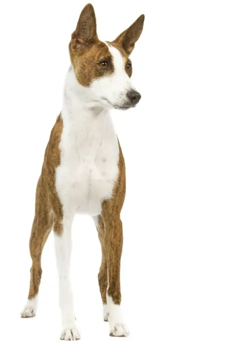 Gerahmter Druck : Hund - Basenji Gerahmter Druck : Hund - Basenji