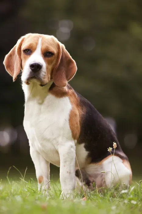 Gerahmter Druck : Hund - Blaufuchsbeagle Gerahmter Druck : Hund - Blaufuchsbeagle