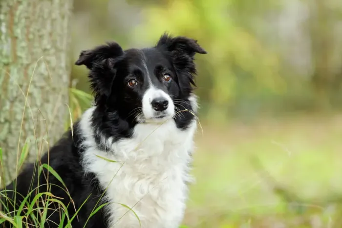 Gerahmter Druck : Hund, Rottweiler vor Baum Gerahmter Druck : Hund, Rottweiler vor Baum