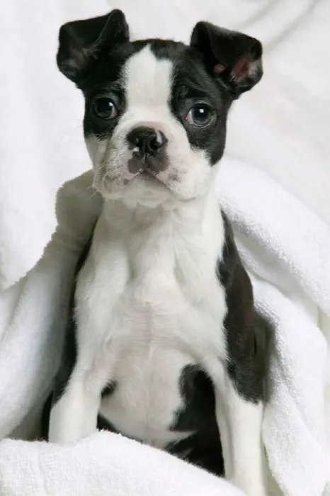 Gerahmter Druck : Hund - Boston Terrier Gerahmter Druck : Hund - Boston Terrier