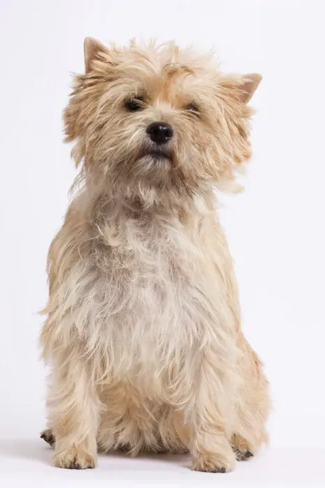 Gerahmter Druck : Hund - Cairn Terrier im Studio Gerahmter Druck : Hund - Cairn Terrier im Studio