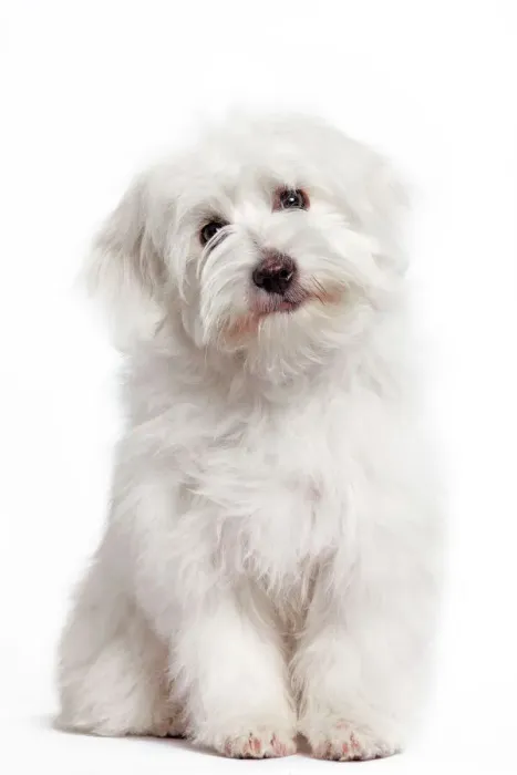 Gerahmter Druck : Hund - Coton de Tulear