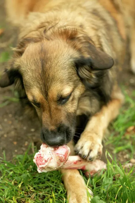 Gerahmter Druck : Hund isst Knochenmarke Gerahmter Druck : Hund isst Knochenmarke