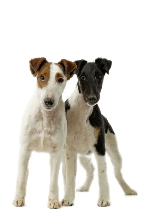 Gerahmter Druck : Hund - Vierbeiner Gerahmter Druck : Hund - Vierbeiner