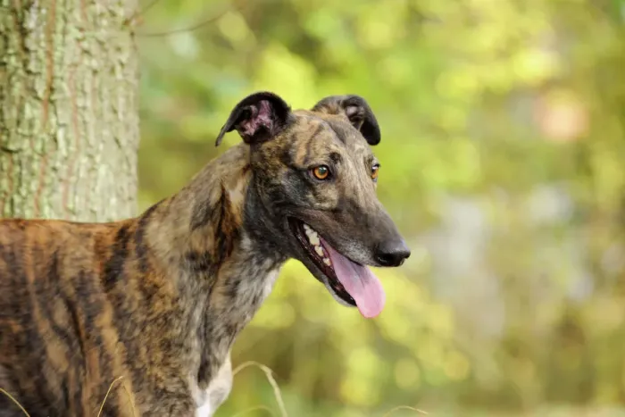 Gerahmter Druck : Hund, Grauhund vor dem Baum Gerahmter Druck : Hund, Grauhund vor dem Baum