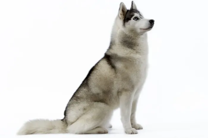 Gerahmter Druck : Hund - Husky Gerahmter Druck : Hund - Husky