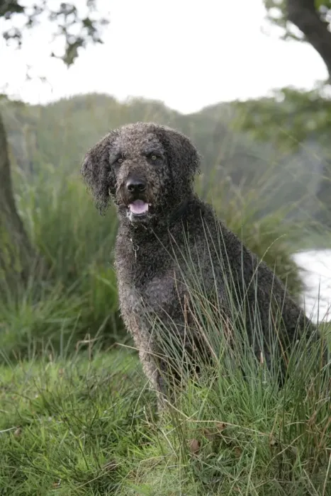 Gerahmter Druck : Hund - Labradoodles Gerahmter Druck : Hund - Labradoodles