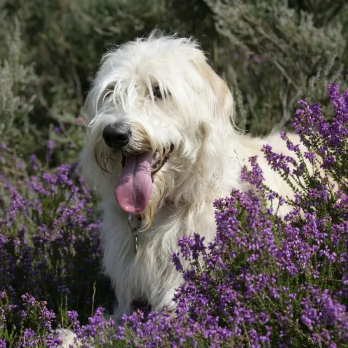 Gerahmter Druck : Labrador-Rüdeel Gerahmter Druck : Labrador-Rüdeel
