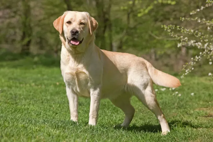 Gerahmter Druck : Hund - Labrador draußen. Gerahmter Druck : Hund - Labrador draußen.
