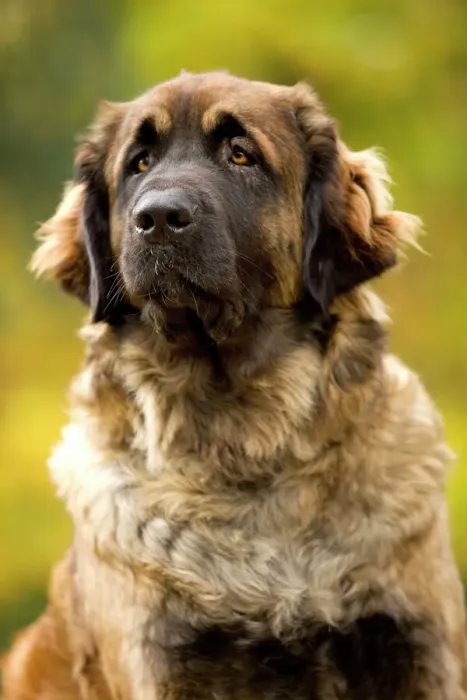 Gerahmter Druck : Rottweiler - Leonberger Gerahmter Druck : Rottweiler - Leonberger