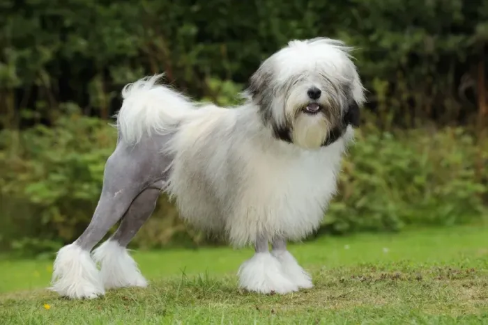 Gerahmter Druck : Hund, Lowchen Gerahmter Druck : Hund, Lowchen