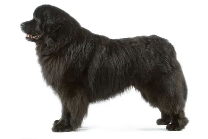 Gerahmter Druck : Neufundlandhund Gerahmter Druck : Neufundlandhund