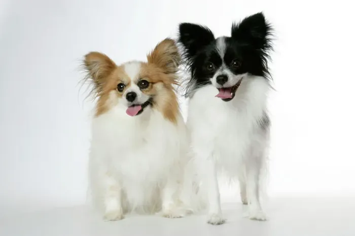 Gerahmter Druck : Hund, Pappillon Gerahmter Druck : Hund, Pappillon