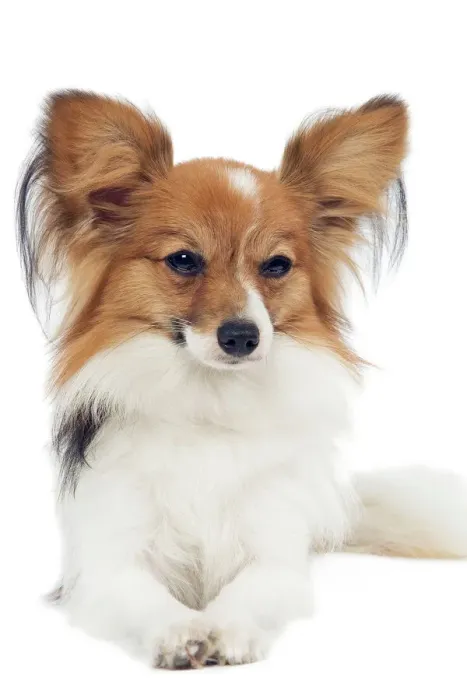 Gerahmter Druck : Hund - Papillon
