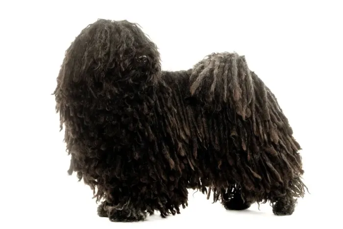 Gerahmter Druck : Hund - Puli Gerahmter Druck : Hund - Puli