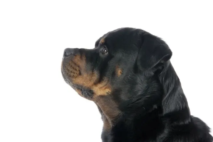 Gerahmter Druck : Rottweiler Hund Gerahmter Druck : Rottweiler Hund