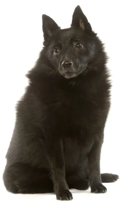 Gerahmter Druck : Hund - Schipperke Gerahmter Druck : Hund - Schipperke