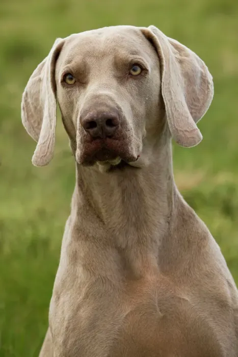 Gerahmter Druck : Weimaraner Hund Gerahmter Druck : Weimaraner Hund