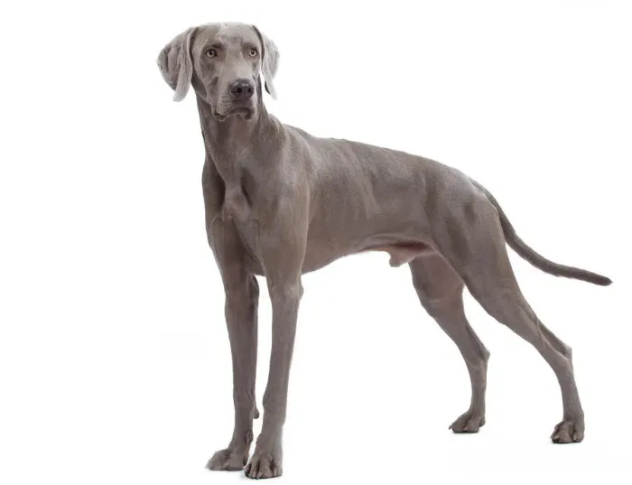 Gerahmter Druck : Weimaranhund Gerahmter Druck : Weimaranhund
