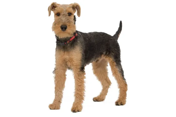 Gerahmter Druck : Hund - Walisischer Terrier im Studio Gerahmter Druck : Hund - Walisischer Terrier im Studio