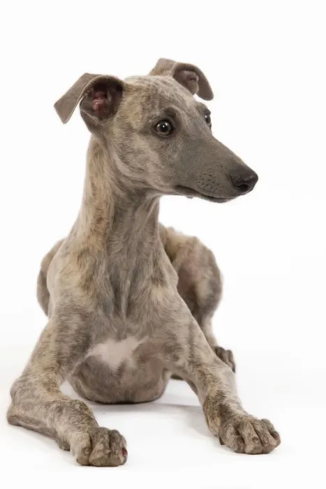 Gerahmter Druck : Hund - Whippet im Studio Gerahmter Druck : Hund - Whippet im Studio