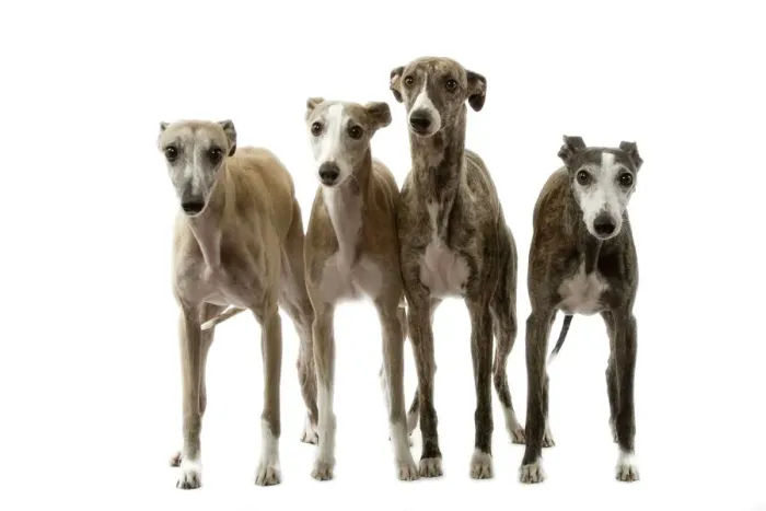Gerahmter Druck : Hund - Whippet Gerahmter Druck : Hund - Whippet