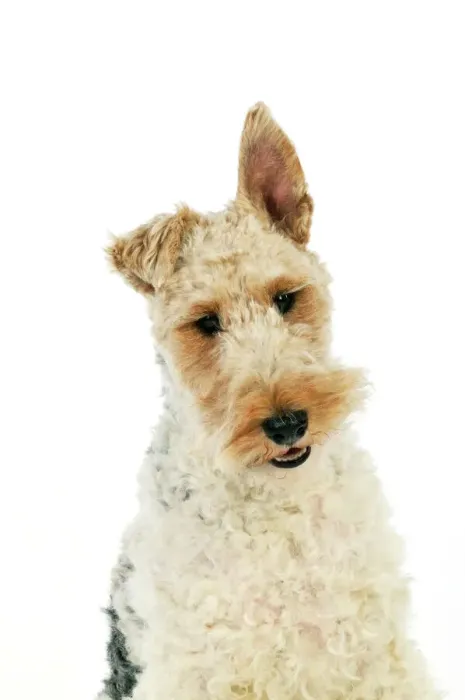 Gerahmter Druck : Hund, Drahtfoxterrier Gerahmter Druck : Hund, Drahtfoxterrier