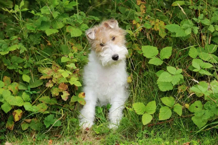 Gerahmter Druck : Hund. Drahtfuchs-Terrier Gerahmter Druck : Hund. Drahtfuchs-Terrier