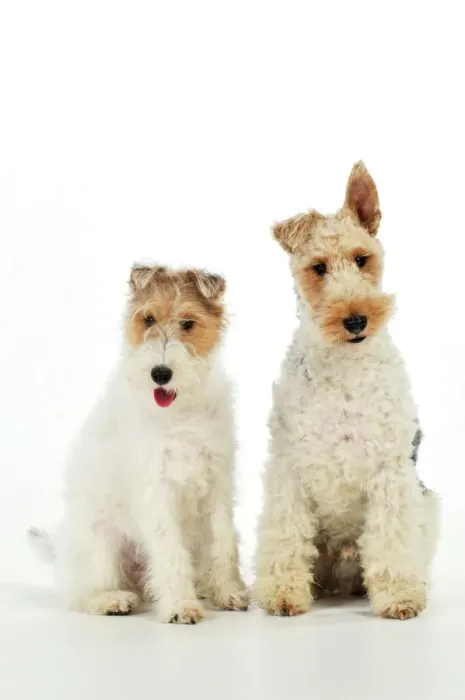 Gerahmter Druck : Hund, Drahtfoxterrier Gerahmter Druck : Hund, Drahtfoxterrier