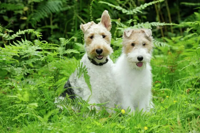 Gerahmter Druck : Hund, Drahtfoxterrier Gerahmter Druck : Hund, Drahtfoxterrier