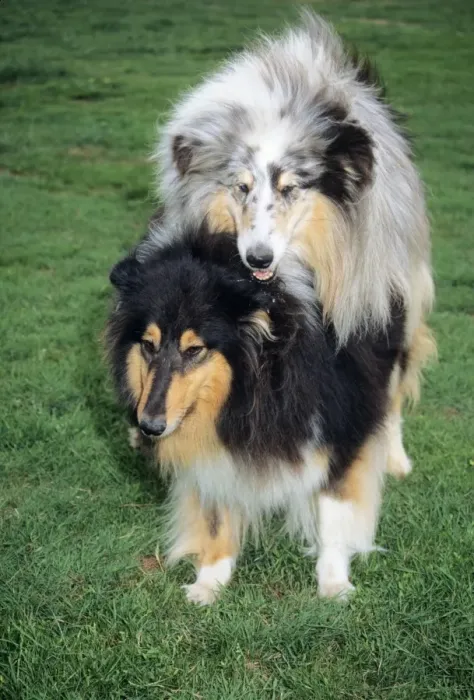 Gerahmter Druck : Hunde - Paarung Gerahmter Druck : Hunde - Paarung