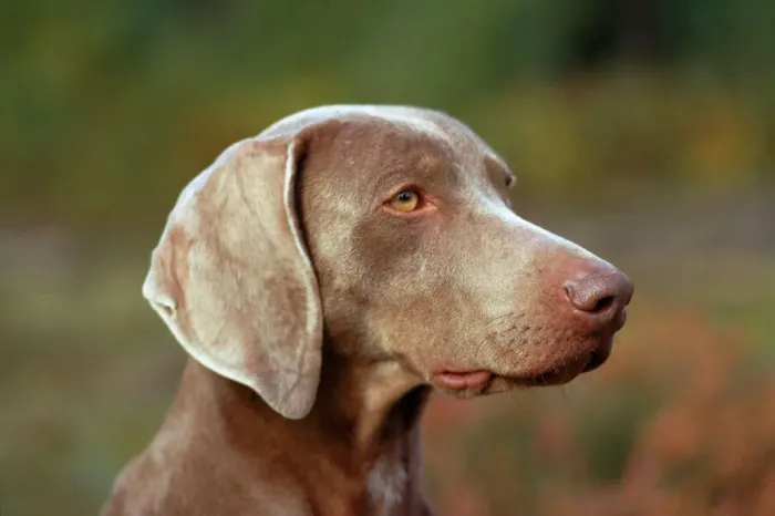Gerahmter Druck : Weimaraner Gerahmter Druck : Weimaraner