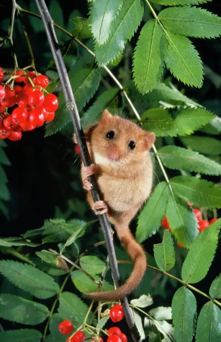 Gerahmter Druck : Eichhörnchen - im Rote Lauchbaum Gerahmter Druck : Eichhörnchen - im Rote Lauchbaum