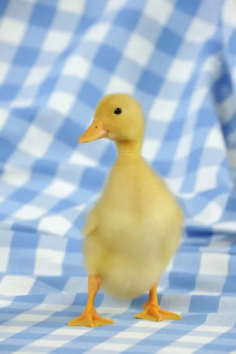 Gerahmter Druck : Ente, Entenklein steht Gerahmter Druck : Ente, Entenklein steht