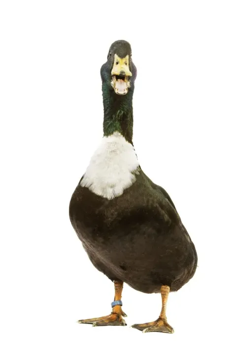 Gerahmter Druck : Ducal Gans - im Studio Gerahmter Druck : Ducal Gans - im Studio