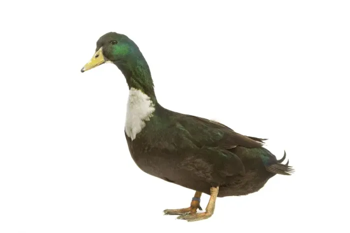 Gerahmter Druck : Duclair-Duck im Studio Gerahmter Druck : Duclair-Duck im Studio